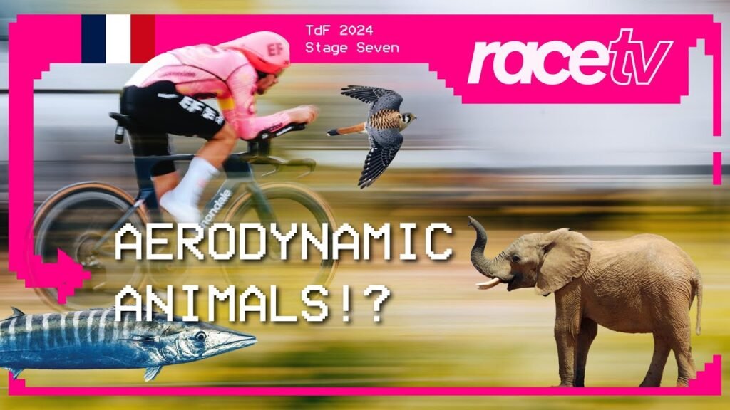 WHAT IS THE MOST AERODYNAMIC ANIMAL Stage Seven