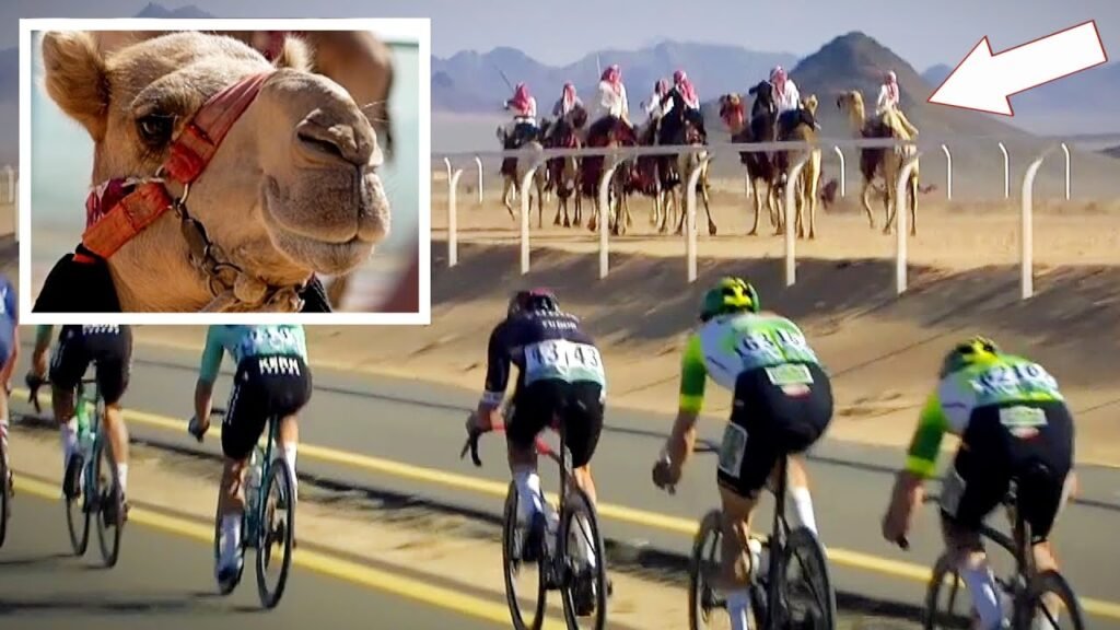 Camels Join Professional Cycling Race in Desert AlUla Tour