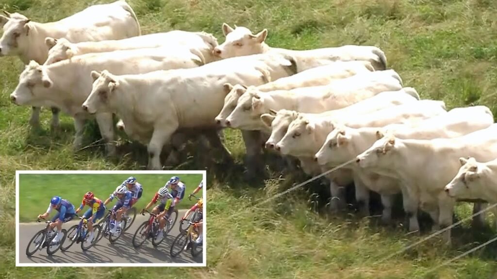 Cows Line Up in Perfect Formation to Watch Cycling Race