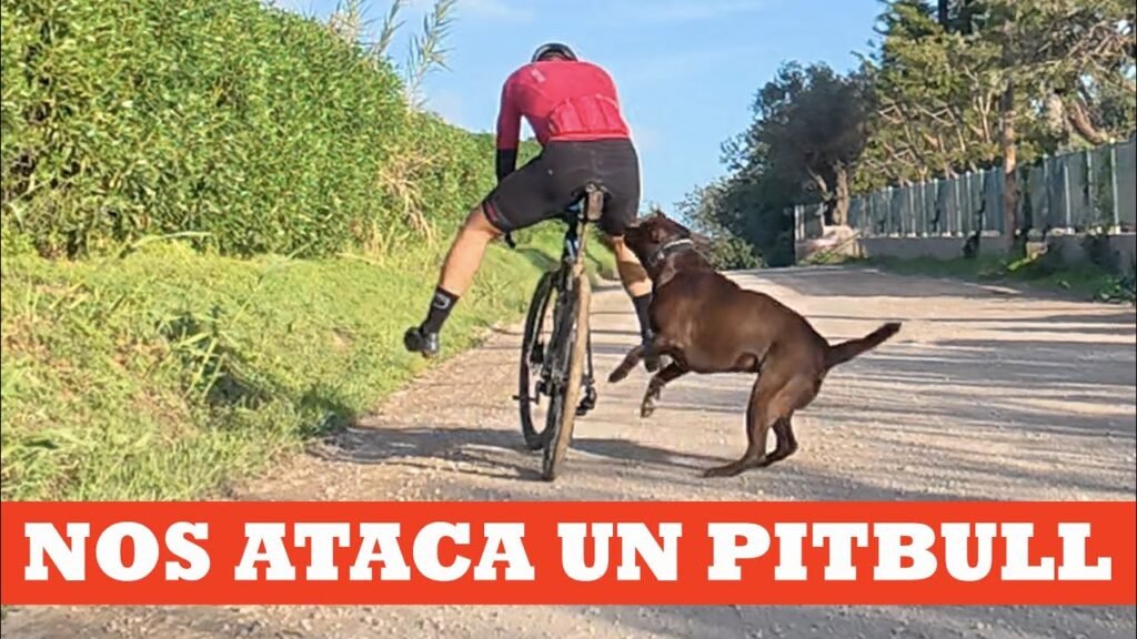Nos ataca un pitbull Ibon Zugasti